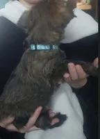 Blue, a male Cairn Terrier for sale in Bemidji, MN – 3 of 3