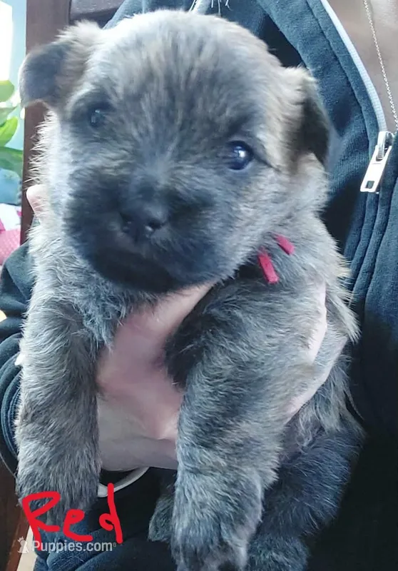 Red – Cairn Terrier puppy for sale in Bemidji, MN