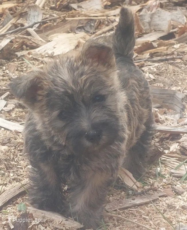 Orange – Cairn Terrier puppy for sale in Bemidji, MN