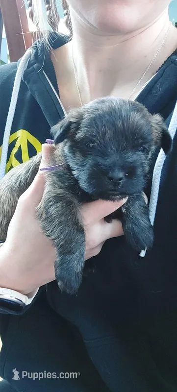 Purple – Cairn Terrier puppy for sale in Bemidji, MN