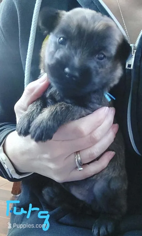 Turq – Cairn Terrier puppy for sale in Bemidji, MN