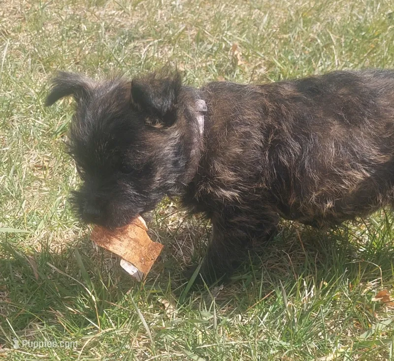 Purple – Cairn Terrier puppy for sale in Bemidji, MN