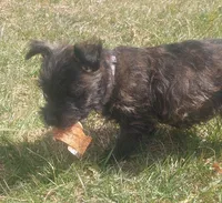 Purple, a female Cairn Terrier for sale in Bemidji, MN – 1 of 2