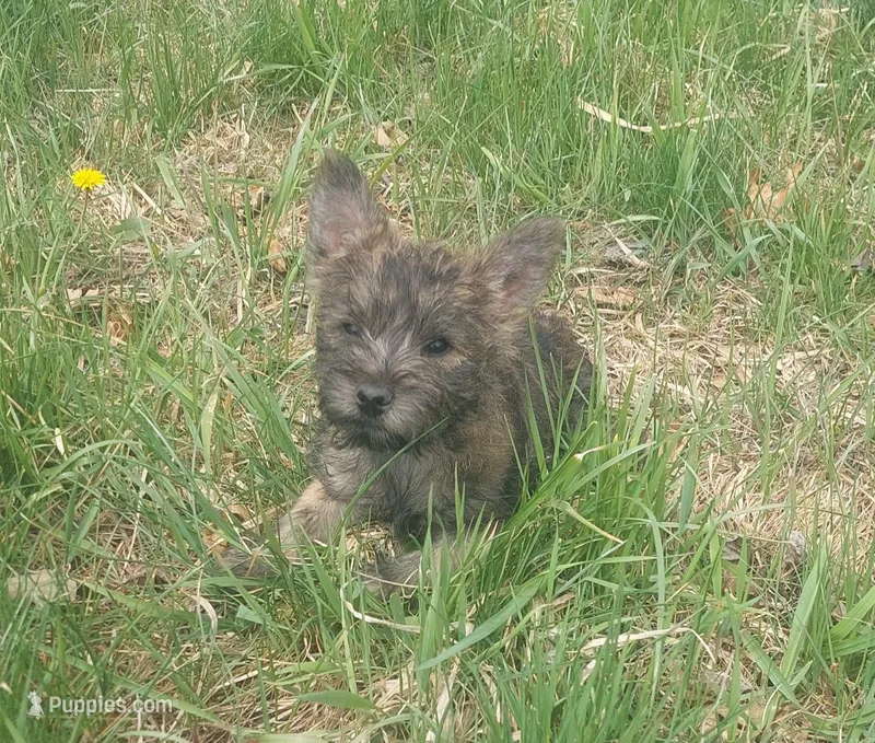 Blue – Cairn Terrier puppy for sale in Bemidji, MN