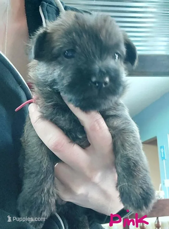 Pink – Cairn Terrier puppy for sale in Bemidji, MN