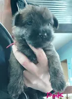 Grey, a male Cairn Terrier for sale in Bemidji, MN – 1 of 1