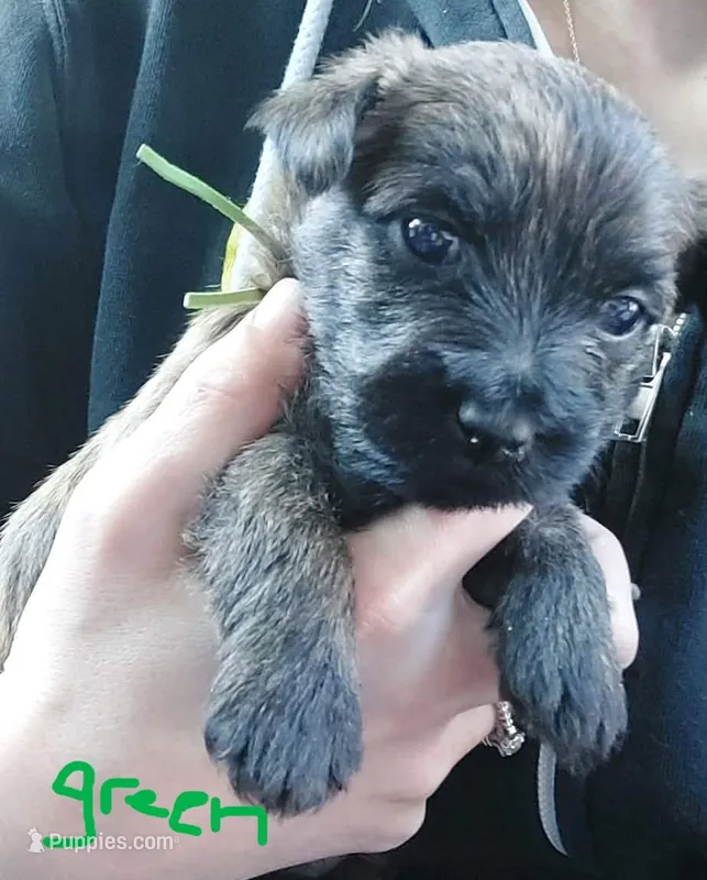 Green – Cairn Terrier puppy for sale in Bemidji, MN