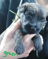 Green, a male Cairn Terrier for sale in Bemidji, MN – 2 of 3