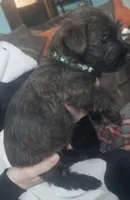 Green, a male Cairn Terrier for sale in Bemidji, MN – 3 of 3