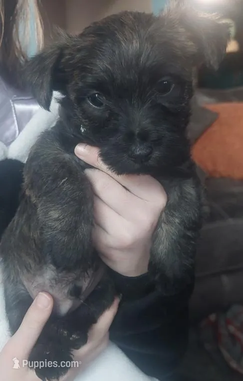 Green – Cairn Terrier puppy for sale in Bemidji, MN