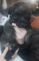 Green, a male Cairn Terrier for sale in Bemidji, MN – 1 of 3