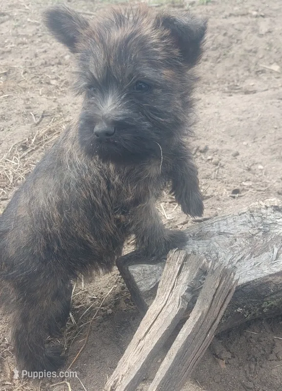 Grey – Cairn Terrier puppy for sale in Bemidji, MN