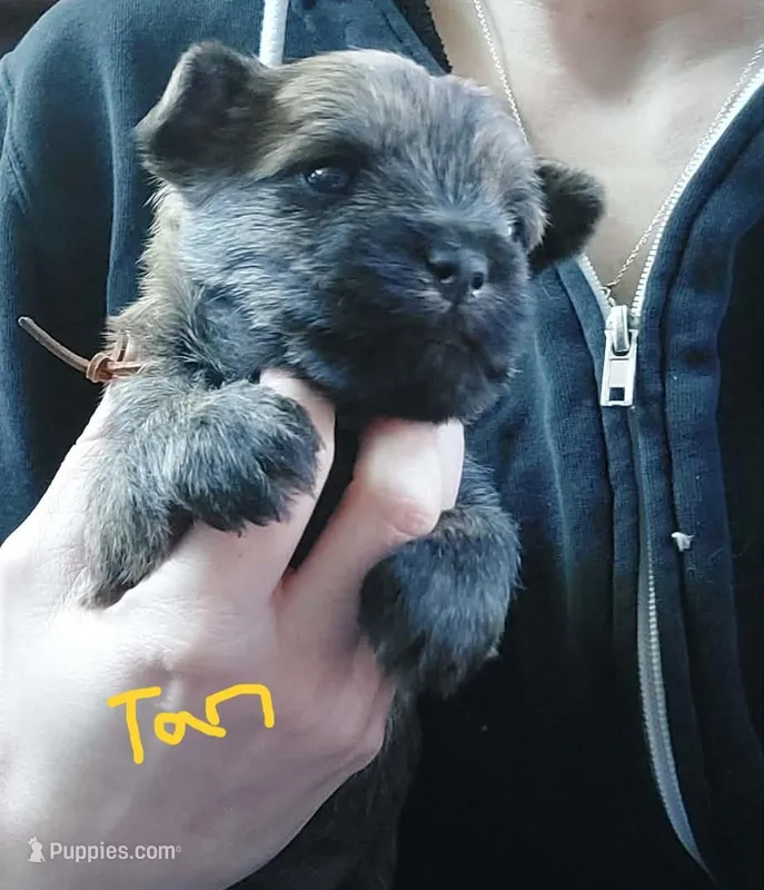 Tan – Cairn Terrier puppy for sale in Bemidji, MN