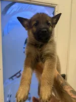 Chickaletta, a female German Shepherd Dog for sale in Fort Pierce, FL – 2 of 3