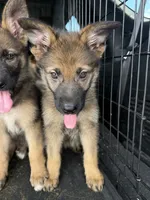 Liberty, a female German Shepherd Dog for sale in Fort Pierce, FL – 3 of 3