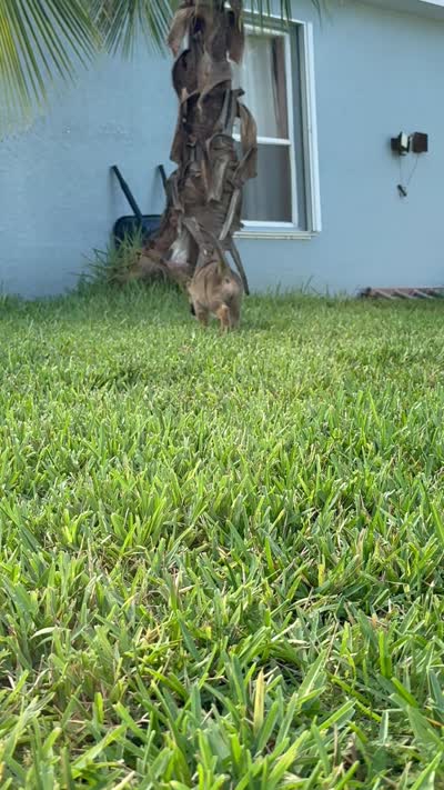 Chickaletta, a female German Shepherd Dog for sale in Fort Pierce, FL – 3 of 3