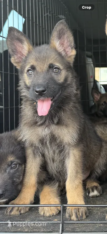 Mayor Goodway – German Shepherd Dog puppy for sale in Fort Pierce, FL