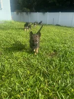 Mayor Goodway, a female German Shepherd Dog for sale in Fort Pierce, FL – 3 of 3