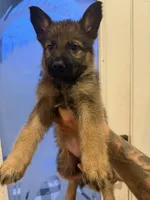 Liberty, a female German Shepherd Dog for sale in Fort Pierce, FL – 2 of 3