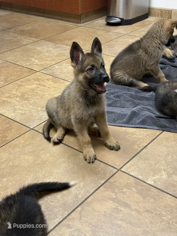 Liberty – German Shepherd Dog puppy for sale in Fort Pierce, FL