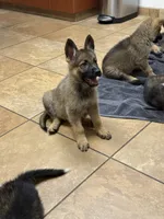 Liberty, a female German Shepherd Dog for sale in Fort Pierce, FL – 1 of 3