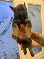 Mayor Goodway, a female German Shepherd Dog for sale in Fort Pierce, FL – 2 of 3