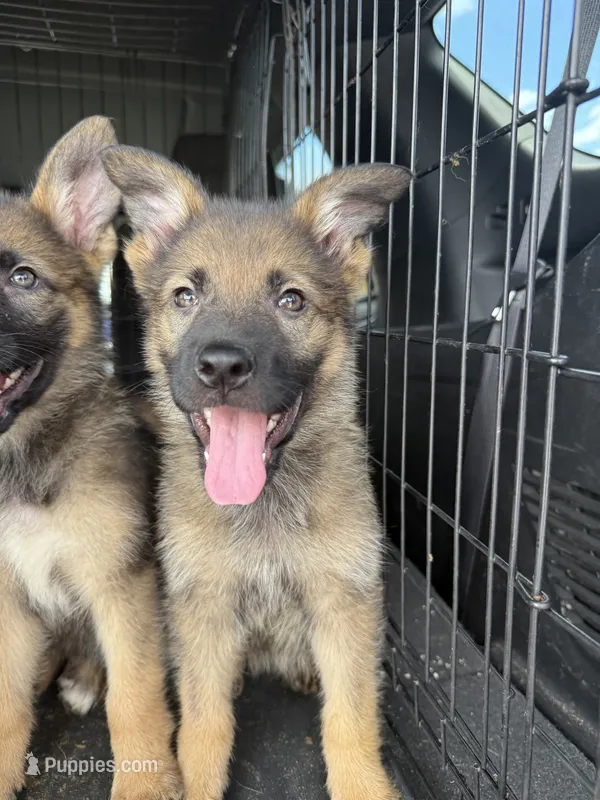Chickaletta – German Shepherd Dog puppy for sale in Fort Pierce, FL