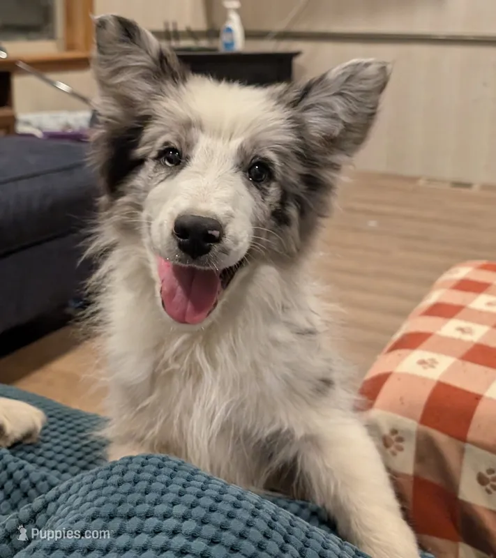 Surge, Happenstance Flash Flood, a male Border Collie for sale in Warden, WA – 1 of 5