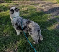 Surge, Happenstance Flash Flood, a male Border Collie for sale in Warden, WA – 5 of 5
