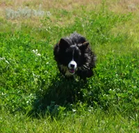 Zest, Happenstance Keep Hope Alive, a female Border Collie for sale in Warden, WA – 4 of 4