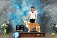 Rim, GCH CH Happenstance Ring Of Fire, a male Border Collie for sale in Warden, WA – 5 of 5