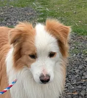 Rim, GCH CH Happenstance Ring Of Fire, a male Border Collie for sale in Warden, WA – 3 of 5
