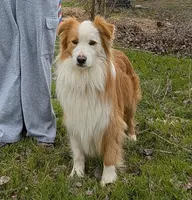 Rim, GCH CH Happenstance Ring Of Fire, a male Border Collie for sale in Warden, WA – 2 of 5