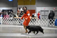 Zest, Happenstance Keep Hope Alive, a female Border Collie for sale in Warden, WA – 3 of 4