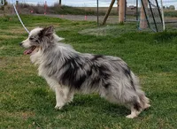 Surge, Happenstance Flash Flood, a male Border Collie for sale in Warden, WA – 4 of 5