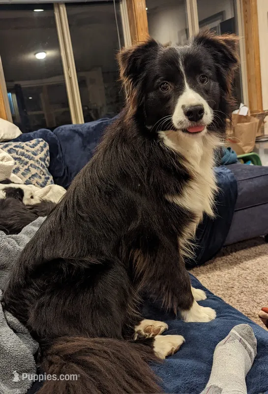 Zest, Happenstance Keep Hope Alive – Border Collie puppy for sale in Warden, WA
