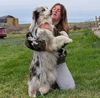 Surge, Happenstance Flash Flood, a male Border Collie for sale in Warden, WA – 3 of 5