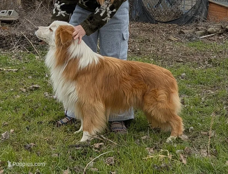 Rim, GCH CH Happenstance Ring Of Fire – Border Collie puppy for sale in Warden, WA
