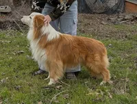 Rim, GCH CH Happenstance Ring Of Fire, a male Border Collie for sale in Warden, WA – 1 of 5