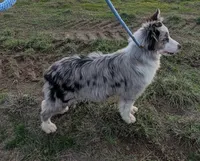 Surge, Happenstance Flash Flood, a male Border Collie for sale in Warden, WA – 2 of 5