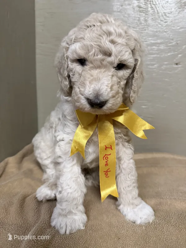Male – Poodle - Standard  puppy for sale in Spring Valley, MN