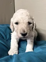 Male, a male Poodle - Standard  for sale in Spring Valley, MN – 1 of 3