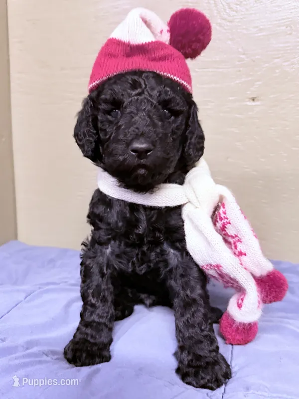 Male – Poodle - Standard  puppy for sale in Spring Valley, MN