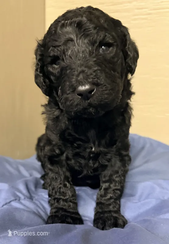 Male – Poodle - Standard  puppy for sale in Spring Valley, MN