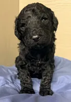 Male, a male Poodle - Standard  for sale in Spring Valley, MN – 1 of 4