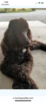 Male, a male Poodle - Standard  for sale in Spring Valley, MN – 4 of 4