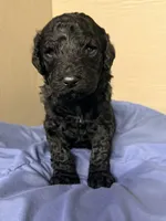 Male, a male Poodle - Standard  for sale in Spring Valley, MN – 2 of 4