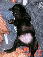 Black, a female Poodle - Standard  for sale in Spring Valley, MN – Photo 1 of 4