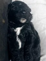 Black, a female Poodle - Standard  for sale in Spring Valley, MN – Photo 3 of 4