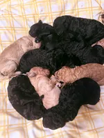 Black, a female Poodle - Standard  for sale in Spring Valley, MN – Photo 2 of 4